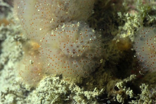 Morchellium argus