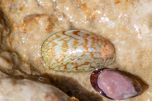 Musculus costulatus