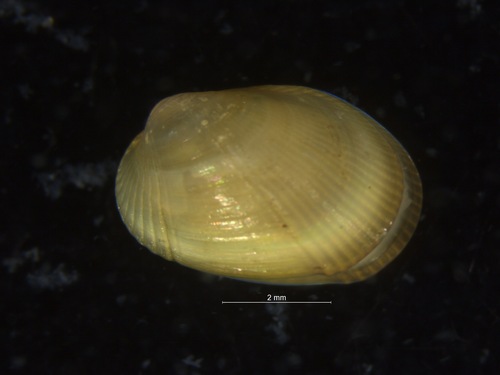 Musculus discors