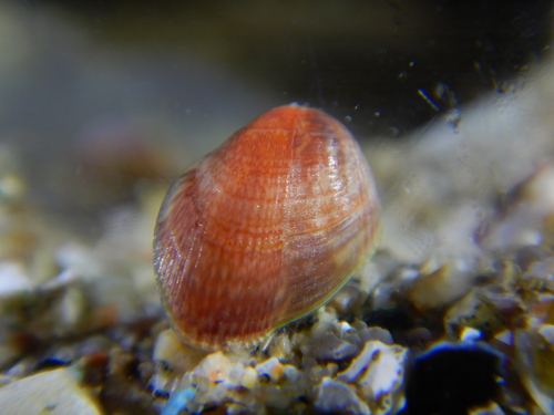 Musculus subpictus