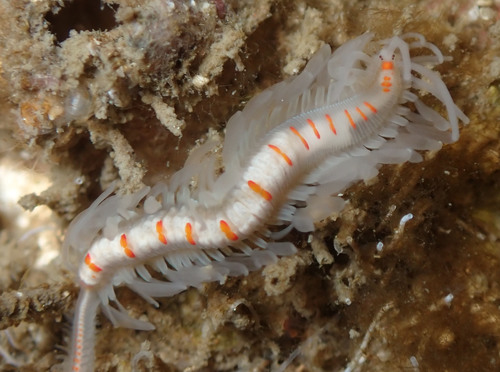 Myrianida pinnigera