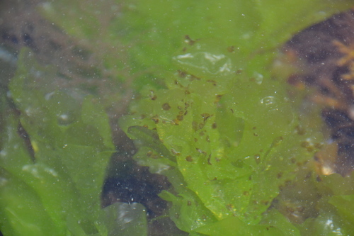 Myrionema strangulans