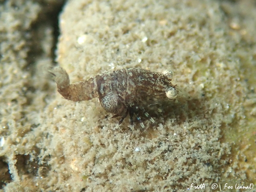 Mysidopsis gibbosa