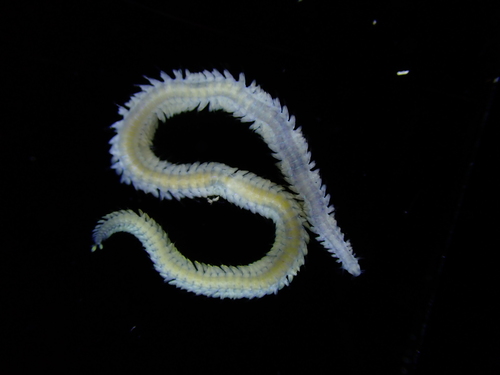 Mysta picta