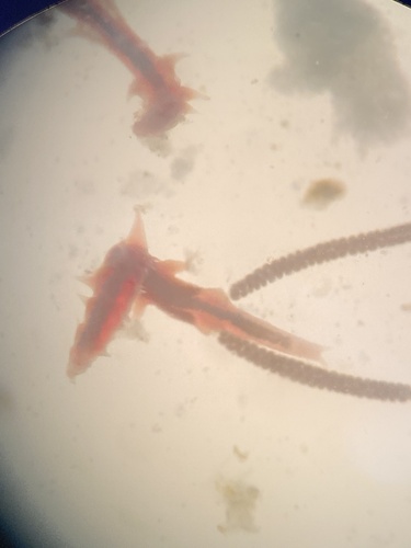 Mytilicola orientalis