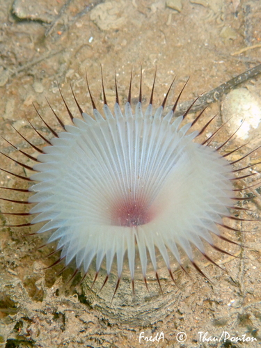 Myxicola infundibulum