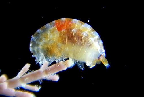 Nannonyx goesii