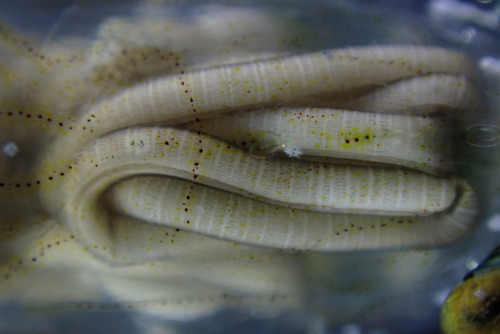 Nectonema agile