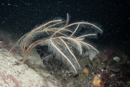 Nemertesia ramosa