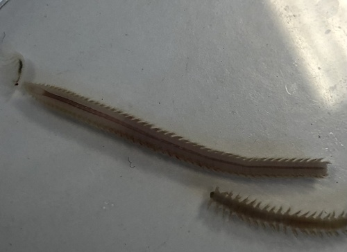Nephtys cirrosa