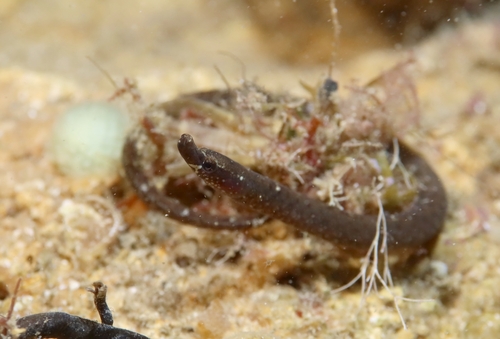 Nérophis lombricoïde