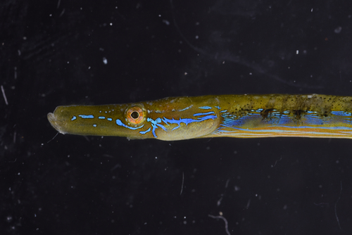 Nérophis ophidion