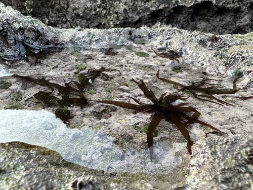 Nesoia latifolia