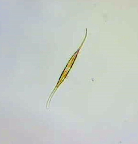 Nitzschia longissima