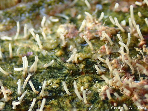 Nolella dilatata