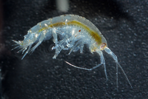 Nototropis swammerdamei