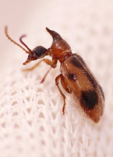 Notoxus monoceros