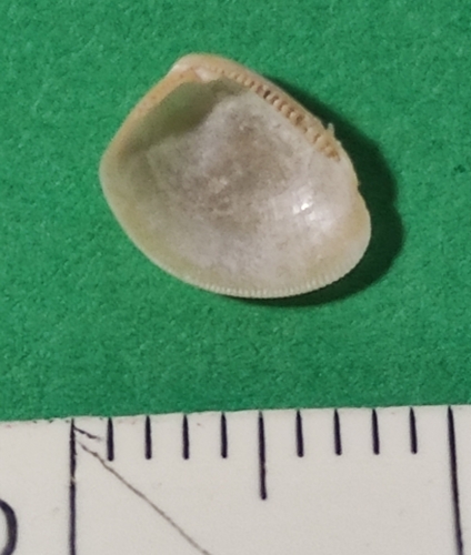 Nucula hanleyi