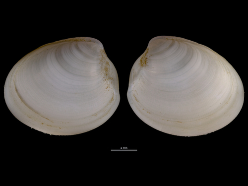 Nucula nucleus