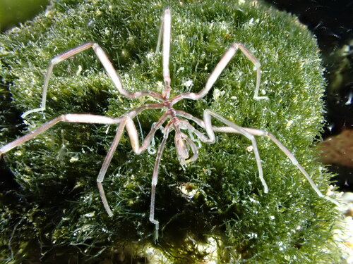 Nymphon gracile