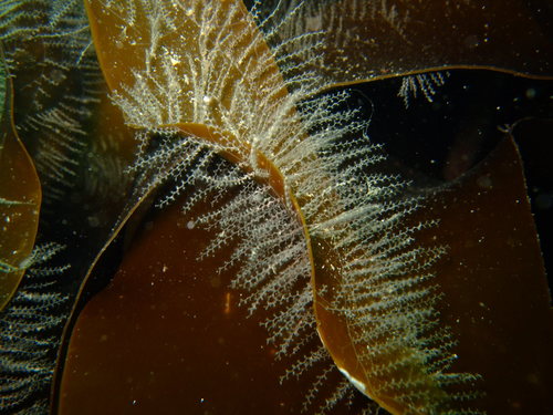 Obelia geniculata