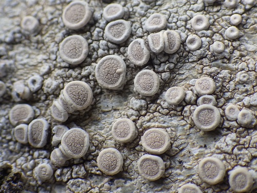 Ochrolechia parella
