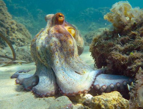Octopus vulgaris