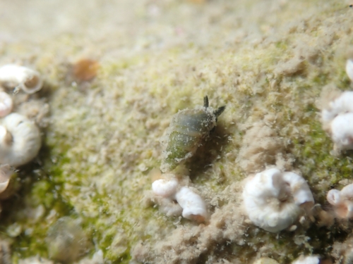 Odostomia unidentata