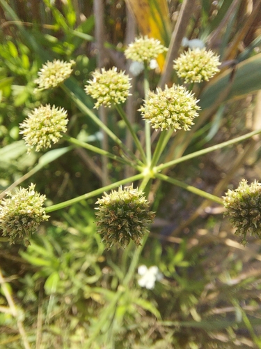 Oenanthe de Lachenal