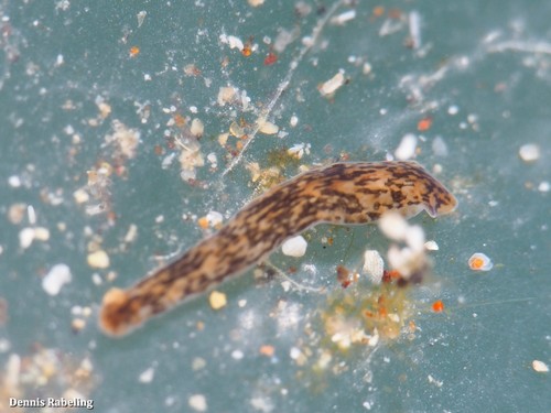 Oerstedia dorsalis