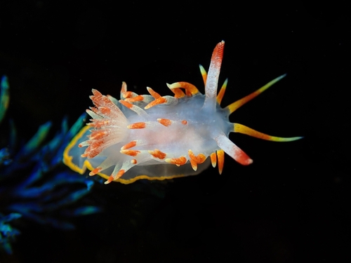 Okenia elegans