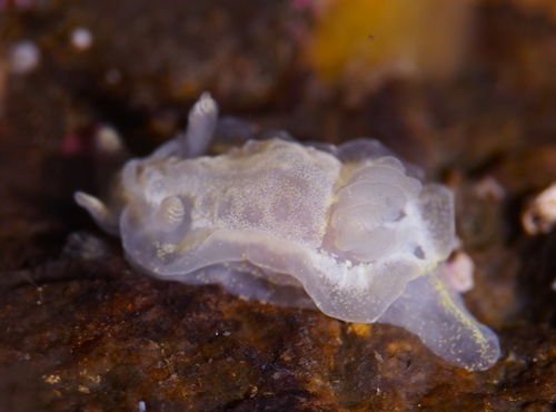 Okenia nodosa