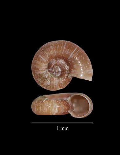 Omalogyra atomus