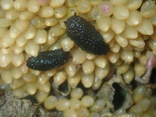 Onchidella celtica
