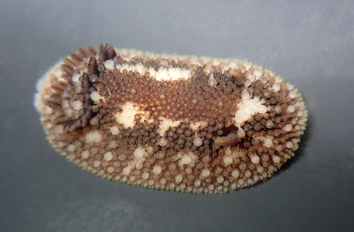 Onchidoris bilamellata