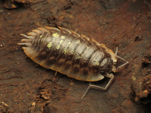 Oniscus asellus