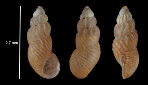 Onoba semicostata