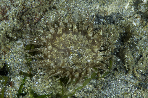 Anthopleura ballii