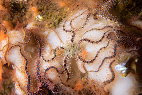 Ophiothrix fragilis