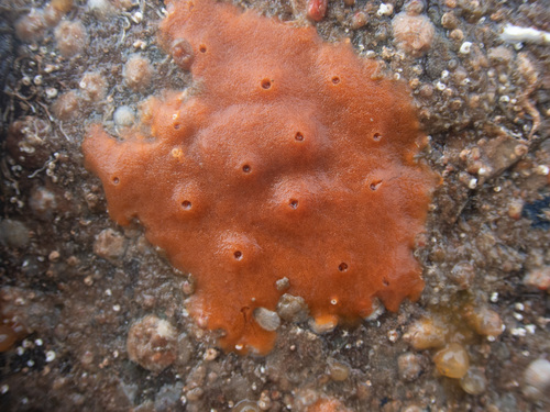 Ophlitaspongia papilla