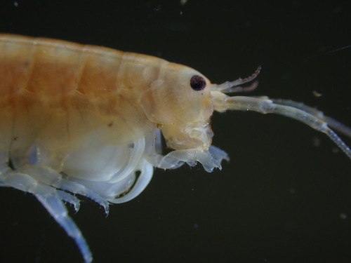 Orchestia gammarellus