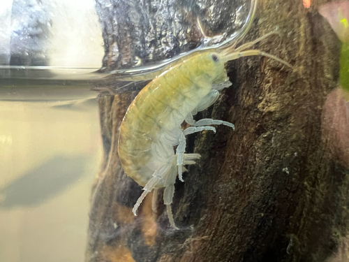 Orchestia mediterranea