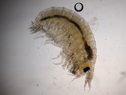 Orchomene humilis