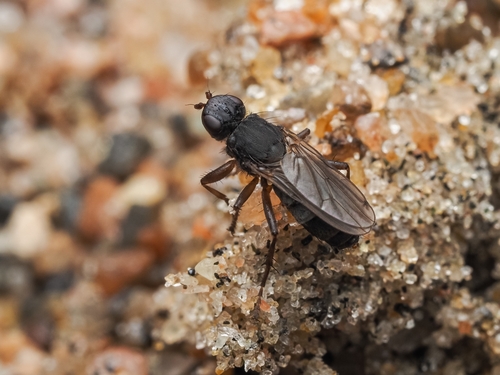 Orygma luctuosum