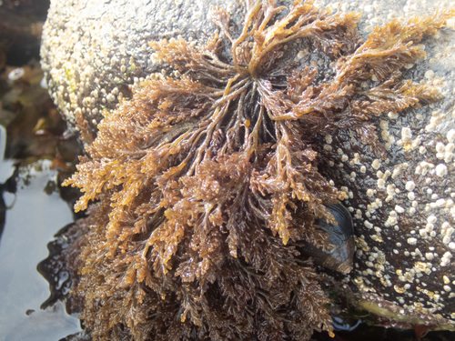 Osmundea hybrida