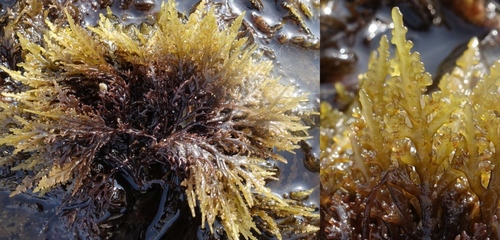 Osmundea osmunda