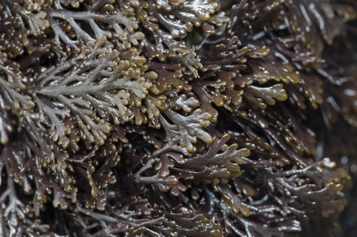 Osmundea pinnatifida