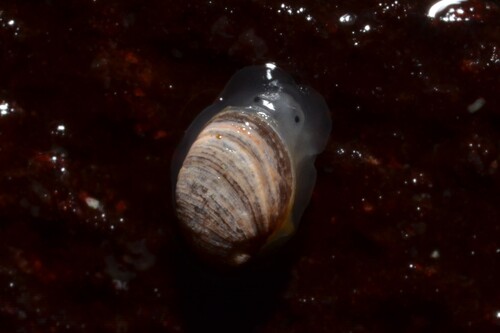 Otina ovata