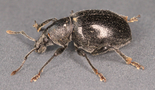 Otiorhynchus atroapterus