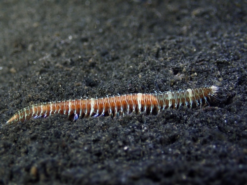 Oxydromus flexuosus